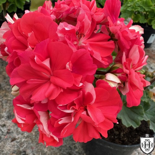 Pelargonium 'UV-Kardinal' - Pelargoon 'UV-Kardinal' P9/0,55L